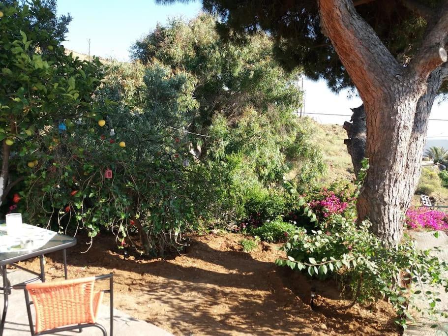 Grandpa Simos' Traditional Guest House Agios Romanos Екстериор снимка