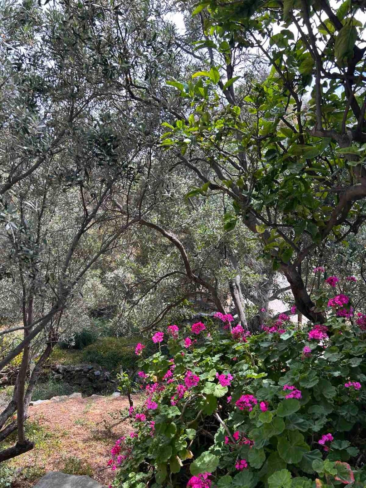 Grandpa Simos' Traditional Guest House Agios Romanos Екстериор снимка